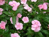 Vinca pink (Catharanthus) 